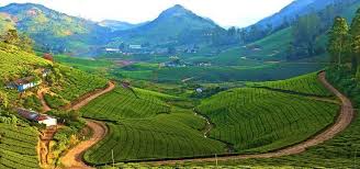 Meghamalai Tea Estate